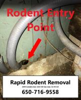 Rapid Rodent Removal image 18